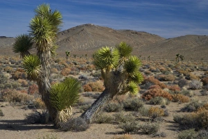 Joshua Tree Coming into Death Valley from Lone Pine California Joshua Tree Coming into Death Valley from Lone Pine California