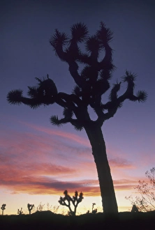Joshua Trees at sunset (Yucca brevifolia) Hidden Valley, Joshua Tree National Park Joshua Trees at sunset (Yucca brevifolia) Hidden Valley, Joshua Tree National Park