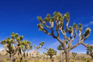 Joshua trees along the trail to the Wall Street Mill, Joshua Tree National Park Joshua trees along the trail to the Wall Street Mill, Joshua Tree National Park