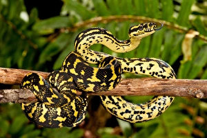 Jungle Carpet Python, Morelia spilotes variegata, Native to Australia and New Guinea Jungle Carpet Python, Morelia spilotes variegata, Native to Australia and New Guinea