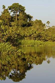 Jungle lake close to Yasuni National Park. Napo River Amazon Rain Forest. ECUADOR Jungle lake close to Yasuni National Park. Napo River Amazon Rain Forest. ECUADOR