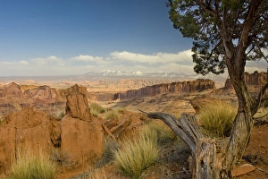 Juniper Tree and Rock, Lasal Mountains in distance, Long Canyon, Blm Land near Moab, Utah Juniper Tree and Rock, Lasal Mountains in distance, Long Canyon, Blm Land near Moab, Utah
