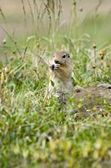 Juvenile Arctic Ground Squirrel Feeding (Spermophilus parryii) - Arctic National Wildlife Refuge Juvenile Arctic Ground Squirrel Feeding (Spermophilus parryii) - Arctic National Wildlife Refuge