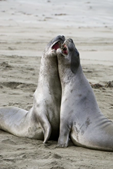 Juvenile northern elephant seals sparring, Mirounga angustirostris, San Luis Obispo Juvenile northern elephant seals sparring, Mirounga angustirostris, San Luis Obispo