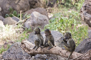 Three juvenile yellow baboons (Papio cynocephalus) sitting together on a log, one Three juvenile yellow baboons (Papio cynocephalus) sitting together on a log, one