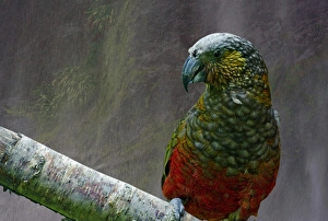 Kaka, a native parrot of New Zealand, with mist from waterfall in Milford Sound as Kaka, a native parrot of New Zealand, with mist from waterfall in Milford Sound as