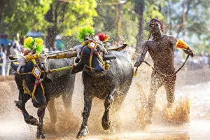 Kambala, traditional buffalo racing, Kerala, India Kambala, traditional buffalo racing, Kerala, India