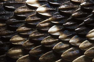 Keeled Scale Detail Eastern Diamondback Rattlesnake (Crotalus adamanteus)