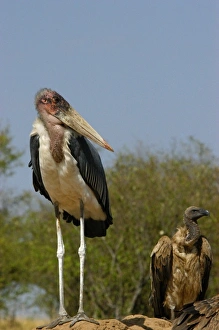 Kenya: Masai Mara Game Reserve (AKA Maasai Mara Game Reserve), Mara Conservancy, Marabou stork Kenya: Masai Mara Game Reserve (AKA Maasai Mara Game Reserve), Mara Conservancy, Marabou stork
