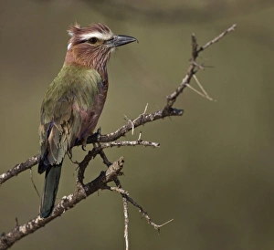 Kenya. Profile of rufous-crowned roller bird on limb Kenya. Profile of rufous-crowned roller bird on limb