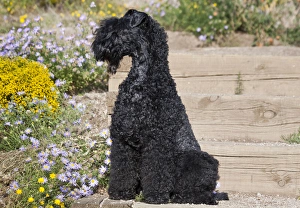 A Kerry Blue Terrier sitting on wooden steps near flowers A Kerry Blue Terrier sitting on wooden steps near flowers