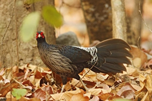 Khaleej Pheasant, Corbett National Park, India Khaleej Pheasant, Corbett National Park, India