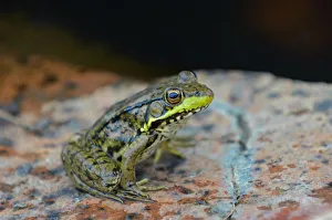 Killarney Provincial Park. Green frog at edge of pond Killarney Provincial Park. Green frog at edge of pond