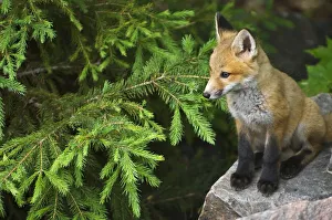 Killarney Provincial Park. Young red fox on rock Killarney Provincial Park. Young red fox on rock