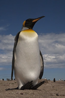 King Penguin (Aptenodytes p. patagonica). Saunders Island. FALKLAND ISLANDS King Penguin (Aptenodytes p. patagonica). Saunders Island. FALKLAND ISLANDS