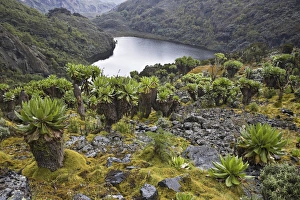 Kitandara Valley and the kitandara lakes with Giant Groundsel Kitandara Valley and the kitandara lakes with Giant Groundsel