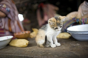 Kitten on dining table, village of La Cumbre, Ixtahuacan, Guatemala. (NGO Restrictions Kitten on dining table, village of La Cumbre, Ixtahuacan, Guatemala. (NGO Restrictions