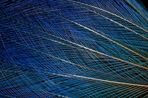 Top knot feathers of the Blue Bird of Paradise Top knot feathers of the Blue Bird of Paradise