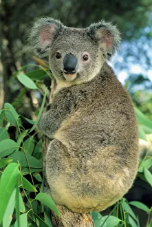 Prints of Koala, (Phascolarctos cinereus), endangered, South Australia Koala Prints: Koala Print: South Australian Endangered Species