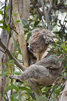 Koala (Phascolarctos cinereus) in tree, Australia Koala (Phascolarctos cinereus) in tree, Australia
