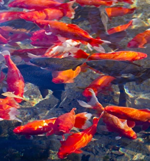 Koi and carp in Big Spring Park, Huntsville, Alabama Koi and carp in Big Spring Park, Huntsville, Alabama