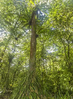Kosrae, Micronesia. Ka tree covered with ferns in Yela, a protected ka forest. The trees Kosrae, Micronesia. Ka tree covered with ferns in Yela, a protected ka forest. The trees