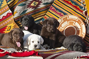 Five Labrador Retriever puppies of all colors on Southwestern blankets Five Labrador Retriever puppies of all colors on Southwestern blankets