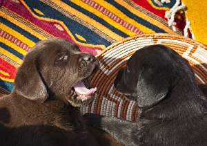 Two Labrador Retriever puppies against Southwestern blankets, one yawning Two Labrador Retriever puppies against Southwestern blankets, one yawning