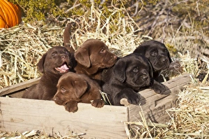 Five Labrador Retriever puppies in a wooden crate surrounded by hay Five Labrador Retriever puppies in a wooden crate surrounded by hay