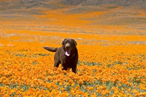 Labrador Retriever standing alone in a field of poppies at Antelope Valley California Labrador Retriever standing alone in a field of poppies at Antelope Valley California