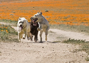 Three Labrador Retrievers running down a dirt road in Antelope Valley California Three Labrador Retrievers running down a dirt road in Antelope Valley California