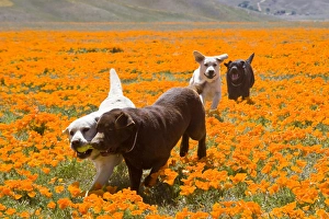 Four Labrador Retrievers running through a field of poppies in Antelope Valley California Four Labrador Retrievers running through a field of poppies in Antelope Valley California