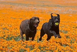 Two Labrador Retrievers running and playing chase in poppies at Antelope Valley California Two Labrador Retrievers running and playing chase in poppies at Antelope Valley California