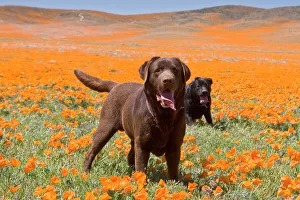Two Labrador Retrievers standing in a field of poppies at Antelope Valley California Two Labrador Retrievers standing in a field of poppies at Antelope Valley California