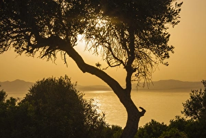 Lake Ichkeul , National Park of Ichkeul, Bizerte province, Tunisia, North Africa, Africa Lake Ichkeul , National Park of Ichkeul, Bizerte province, Tunisia, North Africa, Africa
