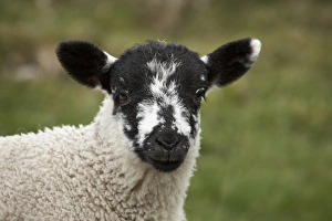 Lamb near Malham, Yorkshire Dales, North Yorkshire, England, United Kingdom Lamb near Malham, Yorkshire Dales, North Yorkshire, England, United Kingdom