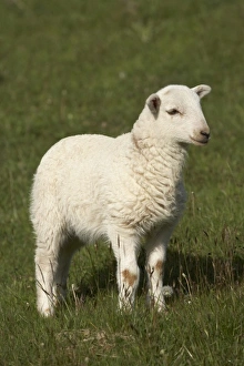 UK Farm Animals Prints: Lamb, Wales