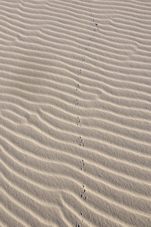 Landscape of glistening white gypsum sand dunes of White Sands National Monument Landscape of glistening white gypsum sand dunes of White Sands National Monument