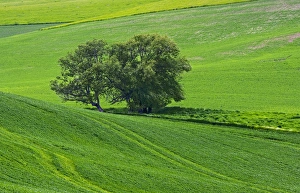 A landscape in the Palouse Southwest of Colfax A landscape in the Palouse Southwest of Colfax