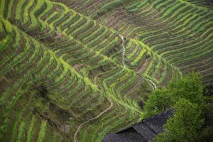 Guangxi Province Scenery Prints: Landscape of rice