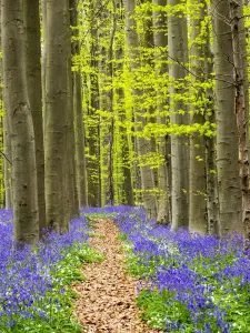 Belgium Landscape Photography Prints: Path through the Blue Forest