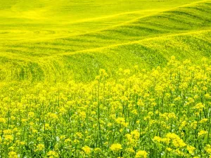 Palouse Landscape Prints: Patterns in canola fields