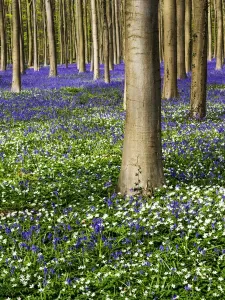 Springtime In The Woods Prints: Spring in the Blue Forest