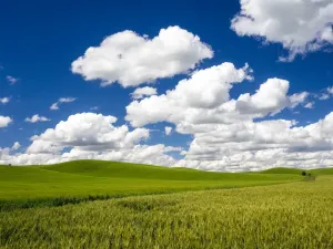 Rustic Countryside Scenes Prints: Spring wheat and Winter wheat fields with puffy clouds