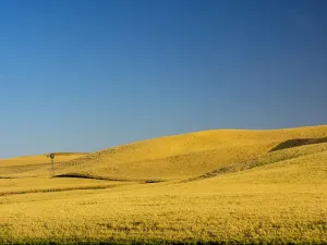 Windmill Print - Harvest Landscape