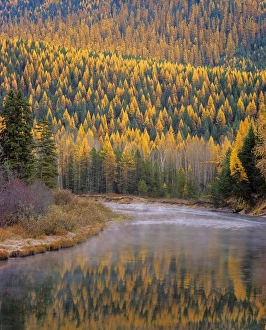 Larch Trees reflect into McDonald Creek in Autumn in Glacier National Park Montana Larch Trees reflect into McDonald Creek in Autumn in Glacier National Park Montana