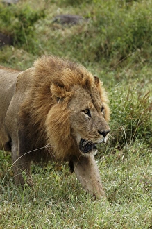 Large adult male lion, Lake Nakuru National Park, Kenya, Africa Large adult male lion, Lake Nakuru National Park, Kenya, Africa