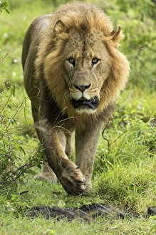Large adult male Lion walking toward camera, Lake Nakuru National Park, Kenya, Africa Large adult male Lion walking toward camera, Lake Nakuru National Park, Kenya, Africa