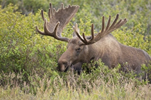 A large bull moose browses on willows on the tundra north of the Alaska Range in A large bull moose browses on willows on the tundra north of the Alaska Range in