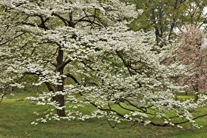 Large dogwood tree in full bloom, Audubon Park, Louisville, Kentucky Large dogwood tree in full bloom, Audubon Park, Louisville, Kentucky